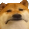 5632dogesad