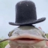 fishtophat