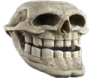 Cartoonskull