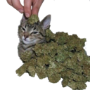 weedcat