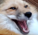 Fox_Laugh