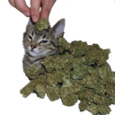 weedcat