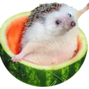 hedgemelon