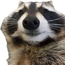 raccoon