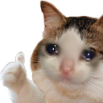 sadcatthumbsup