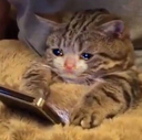 cryingcat