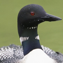 loon