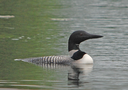 loon